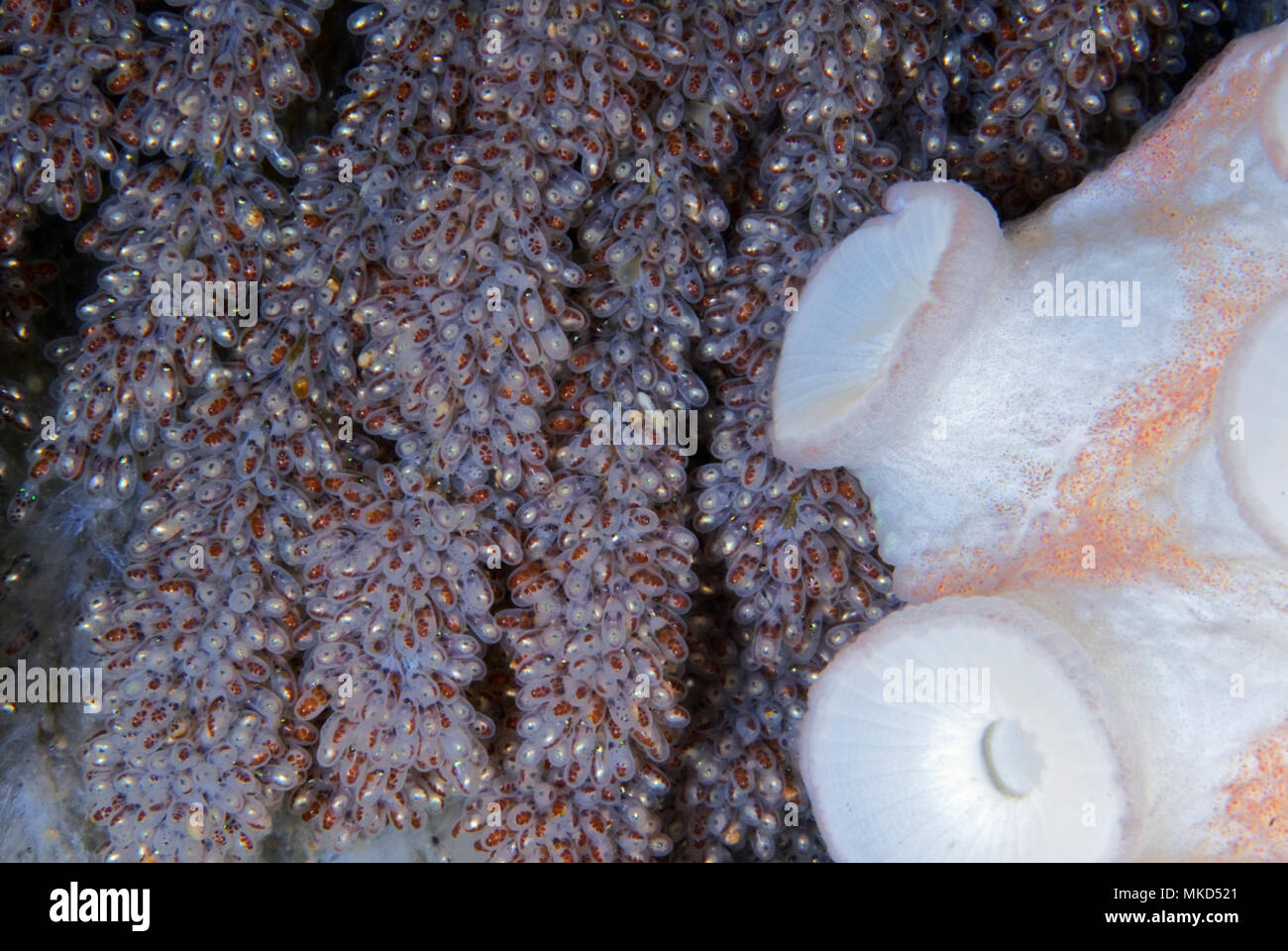 Detail of a putting egg of an octopus. Common Octopus (Octopus vulgaris