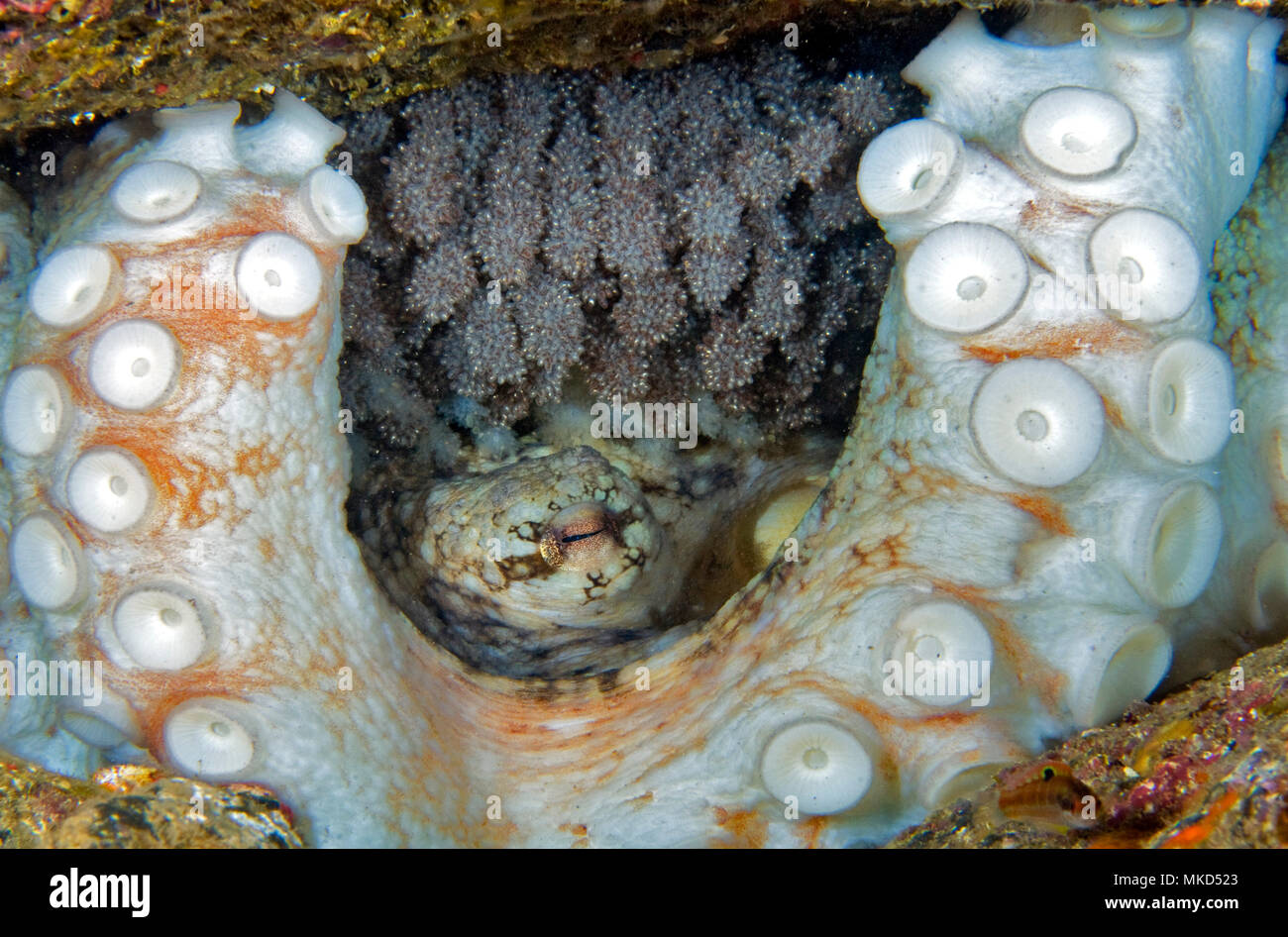 Detail of a putting egg of an octopus. Common Octopus (Octopus vulgaris), Tenerife, Canary Islands Stock Photo