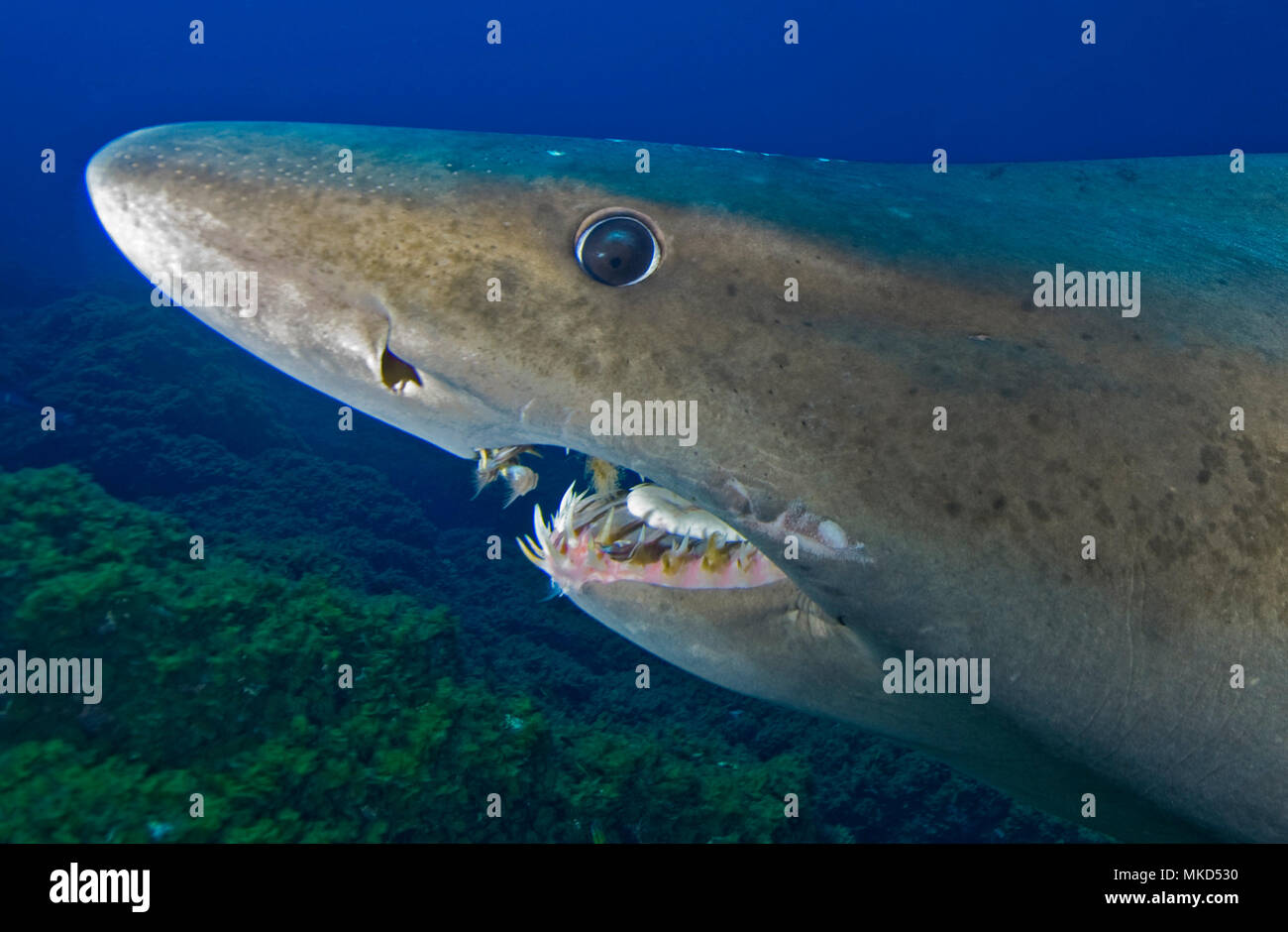 Smalltooth sand tiger shark hi-res stock photography and images - Alamy