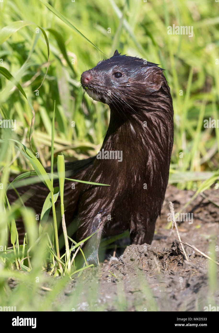 American mink (Neovison vison) Mink amongst grasses, England, Summer Stock Photo