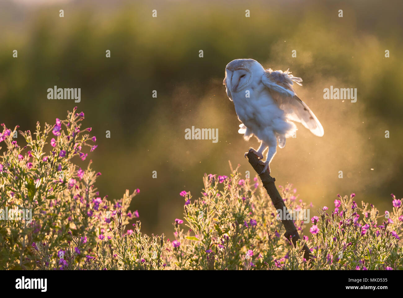 Barn owl (Tyto alba) Barn owl perched on a branch and shacking itself, England, Summer Stock Photo