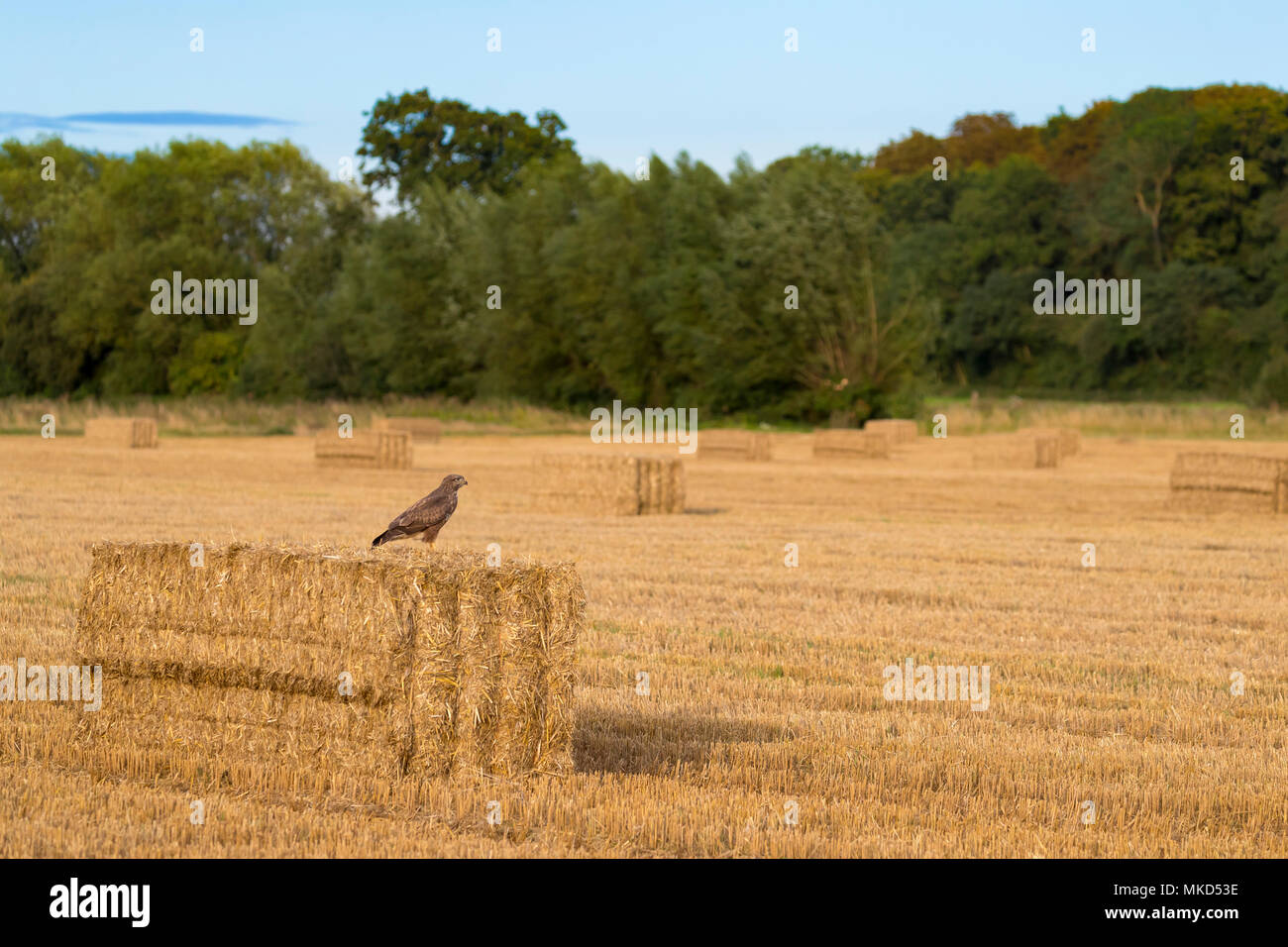 Buzzard (Buteo buteo) Buzzard perched on a bale of straw, England, Summer Stock Photo