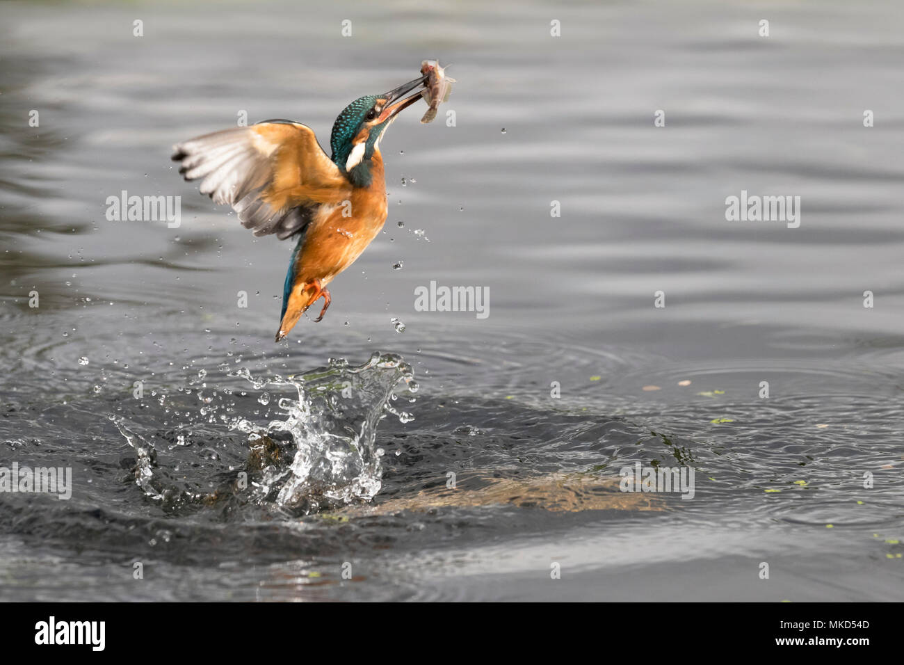 Kingfisher (Alcedo atthis) Kingfisher coming out of water with fish England, Summer Stock Photo