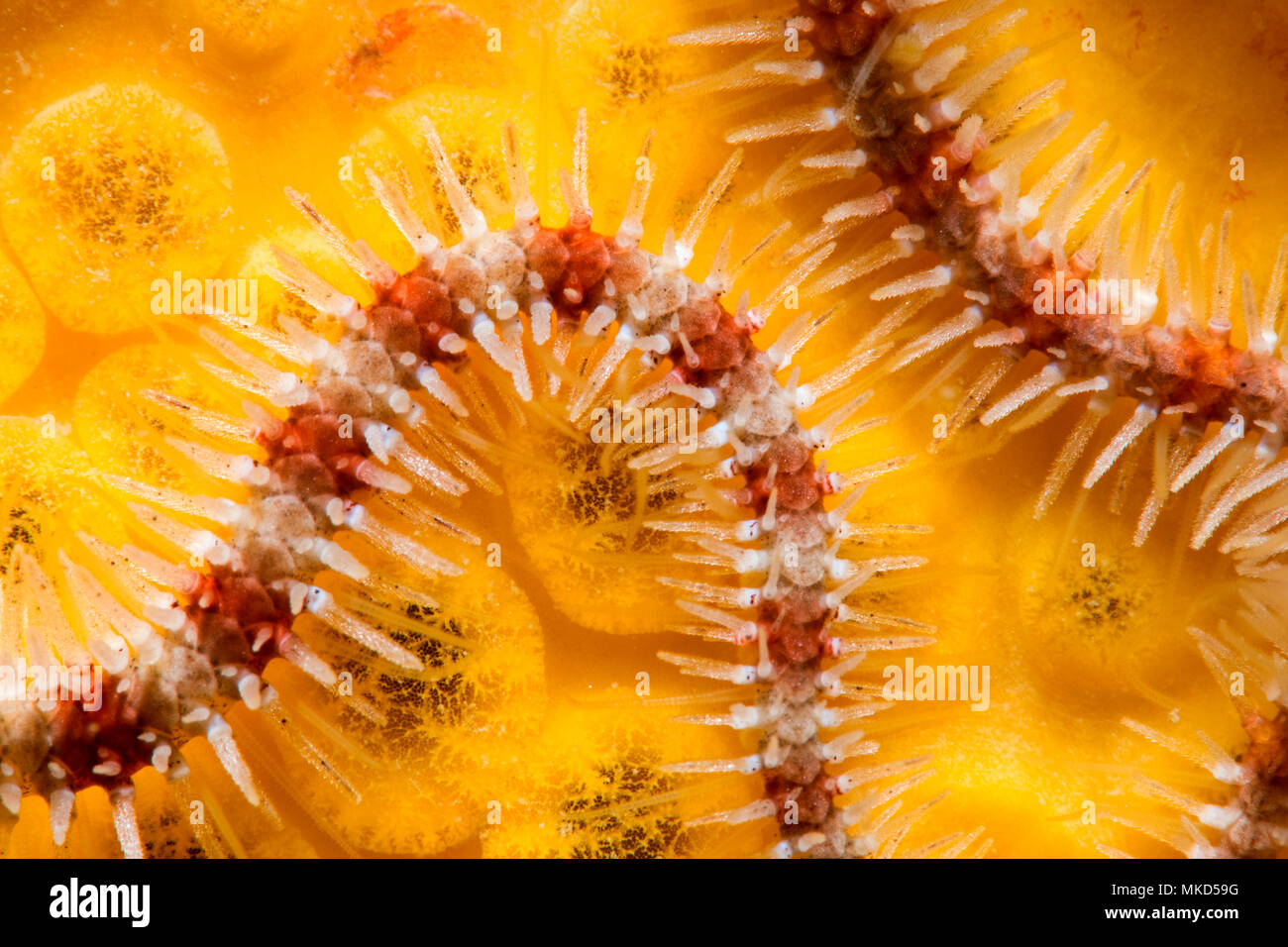 Common brittlestar (Ophiothrix fragilis) detail, Around the Island of