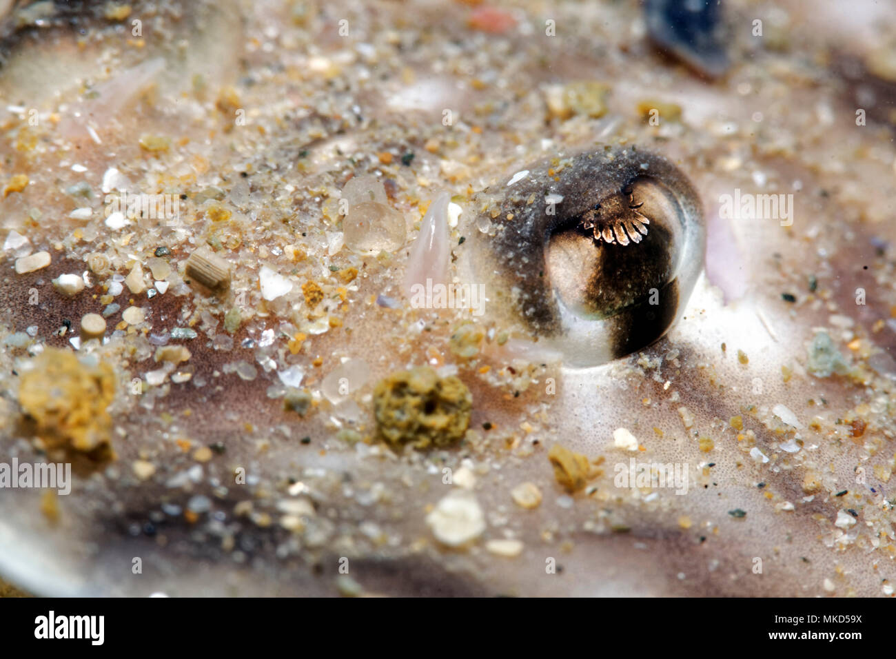 Raja undulata undulate ray hi-res stock photography and images - Alamy