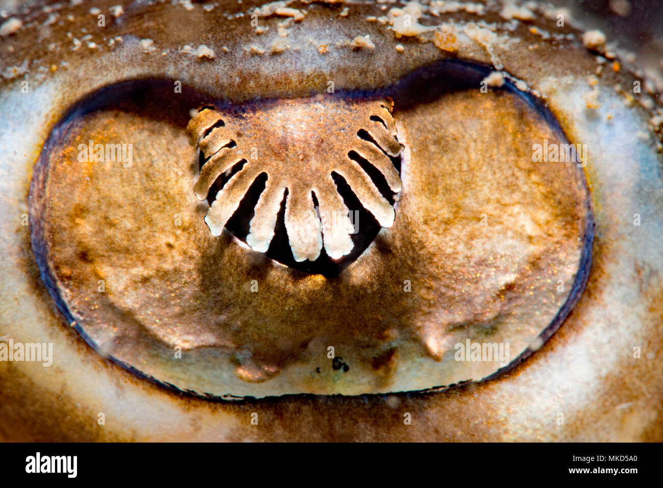Undulate ray (Raja undulata) eye of an adult ray, Around the Island of ...