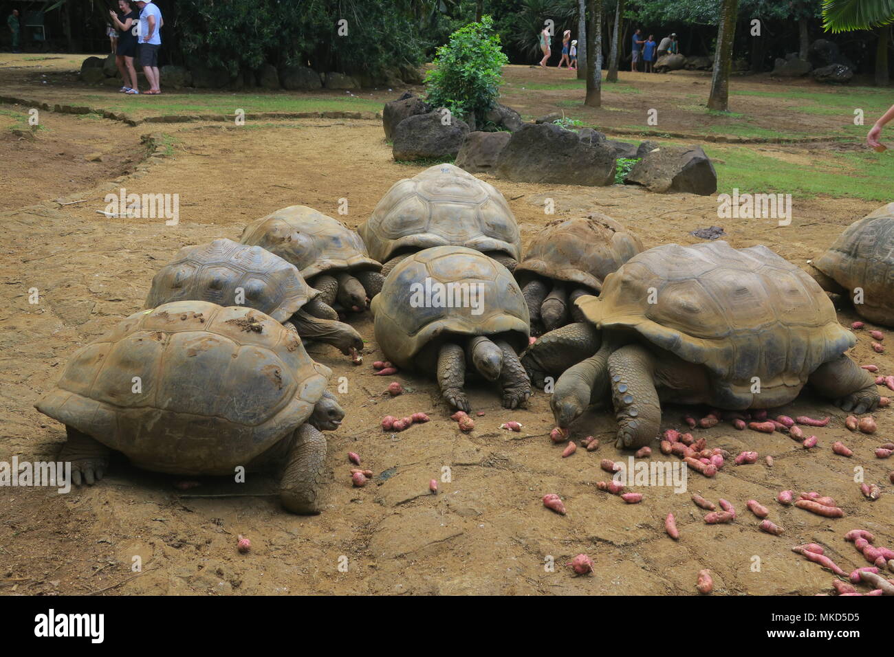 Giant land turtle in a park on Mauritius island Stock Photo Alamy
