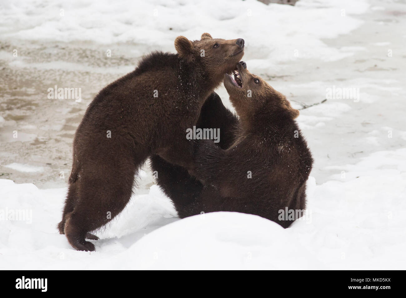 Carpathian brown bear (Ursus arctos arctos) playing in snow, BayerischerWald, Germany Stock Photo