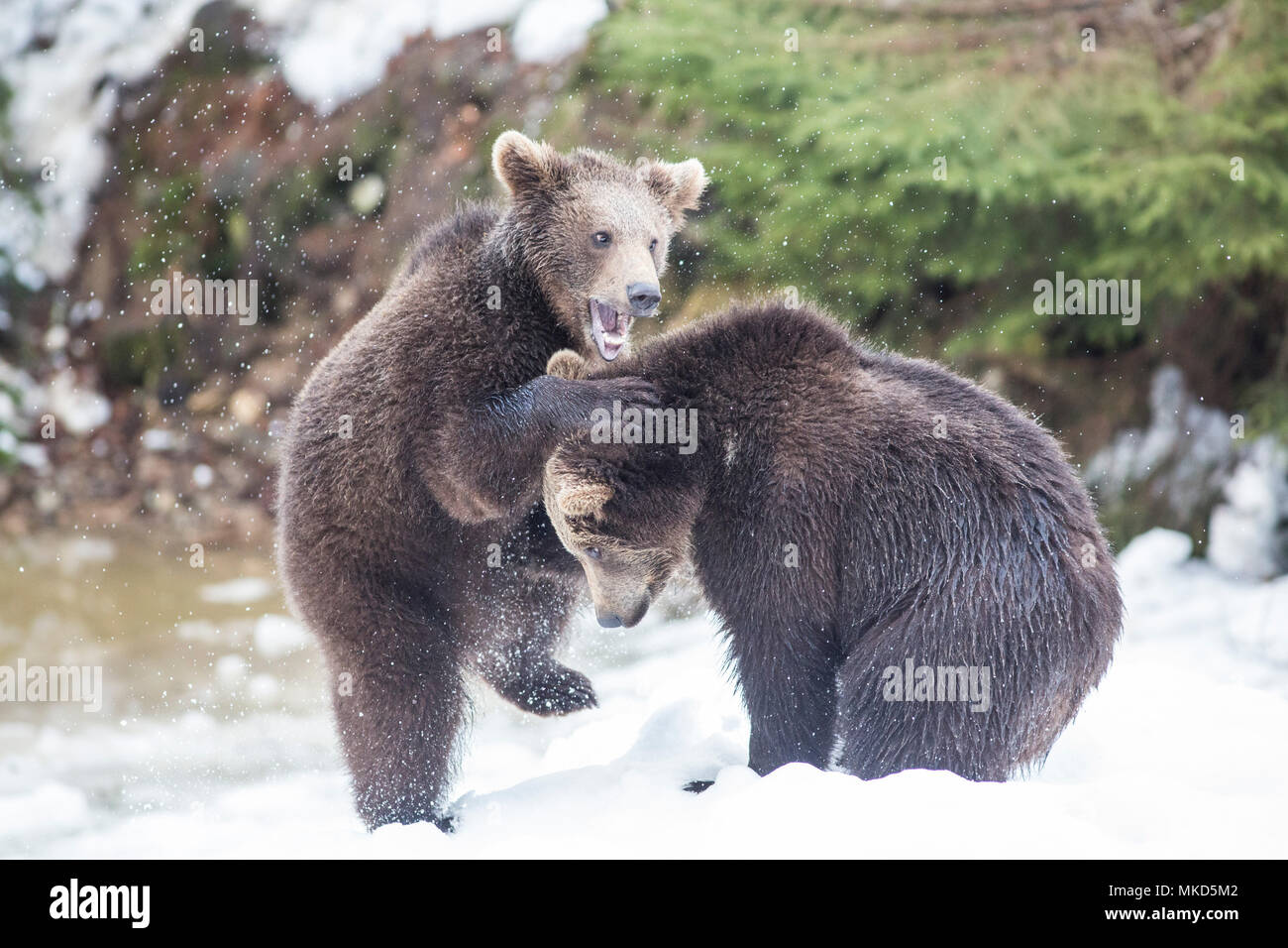 Carpathian brown bear (Ursus arctos arctos) playing in snow, BayerischerWald, Germany Stock Photo