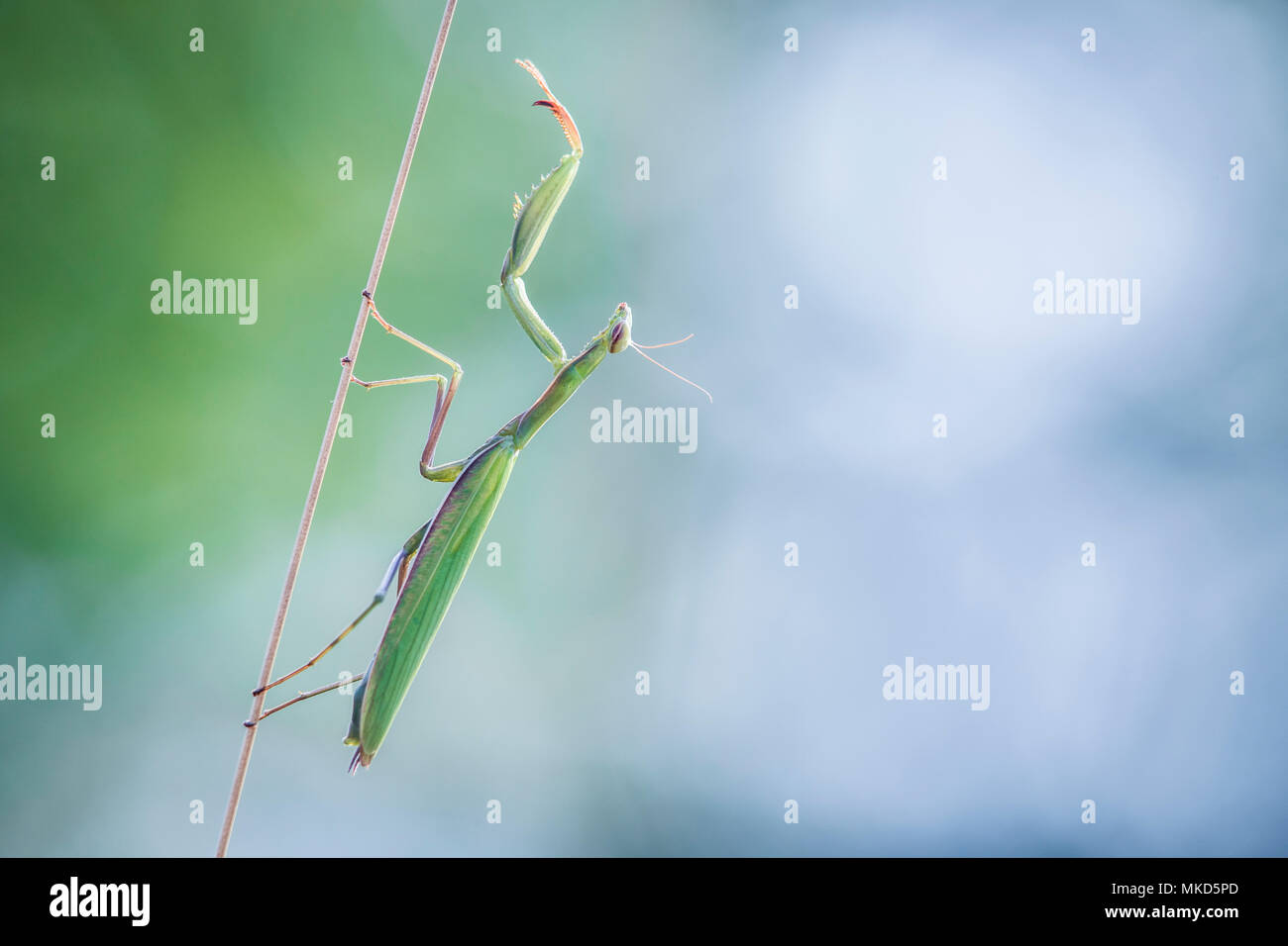 Praying mantis (Mantis religiosa) on a stem, Alsace, France Stock Photo