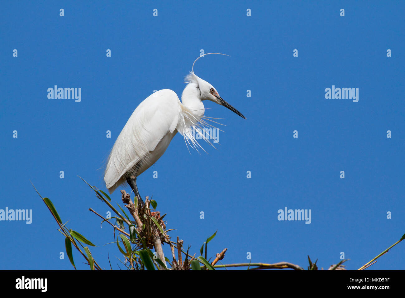 Dimorphic Egret (Egretta dimorpha) light phase on a branch, Madagascar ...