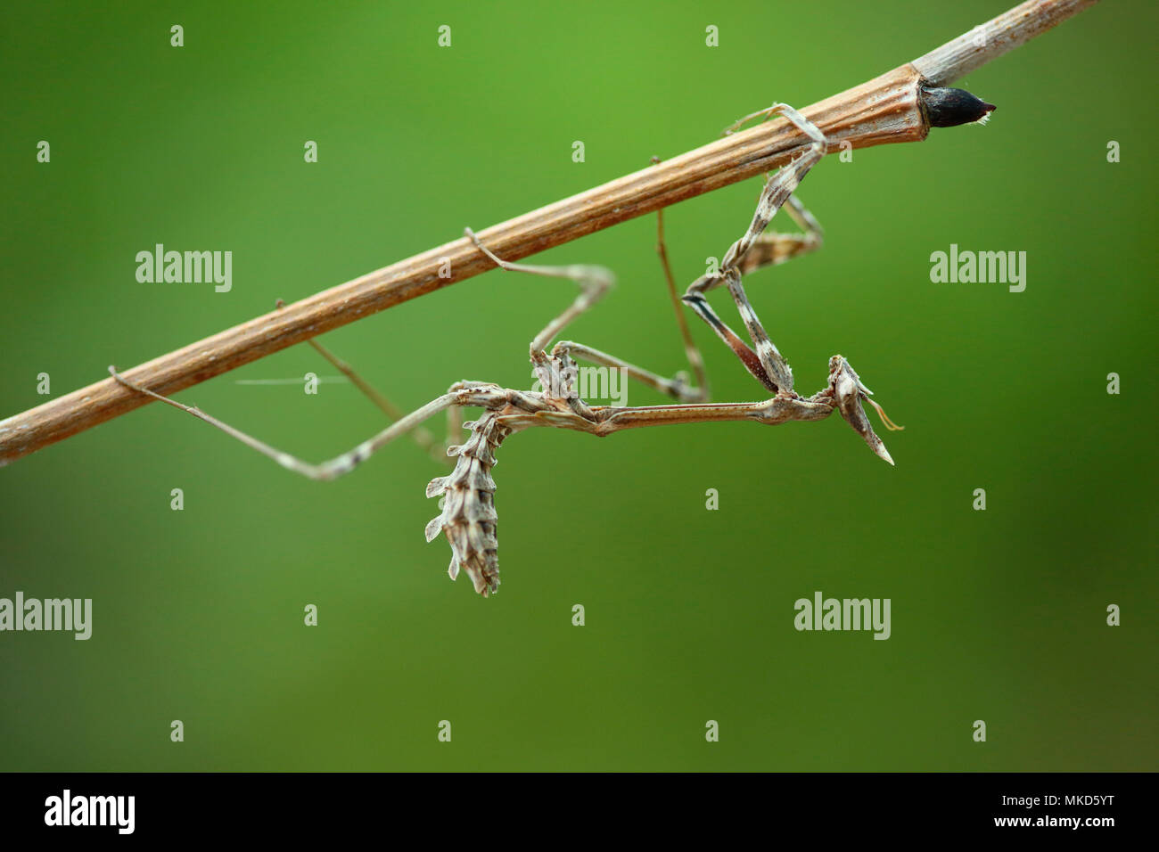 Conehead mantis (Empusa pennata) imago, Bulgaria Stock Photo Alamy