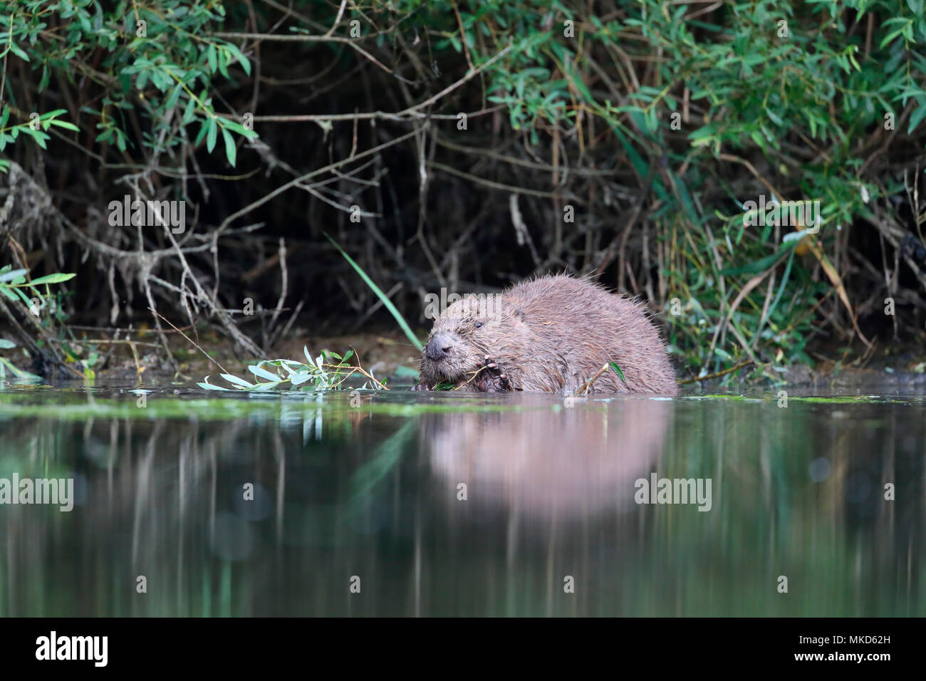 Eurasian beaver (Castor fiber), Alsace, France Stock Photo Alamy