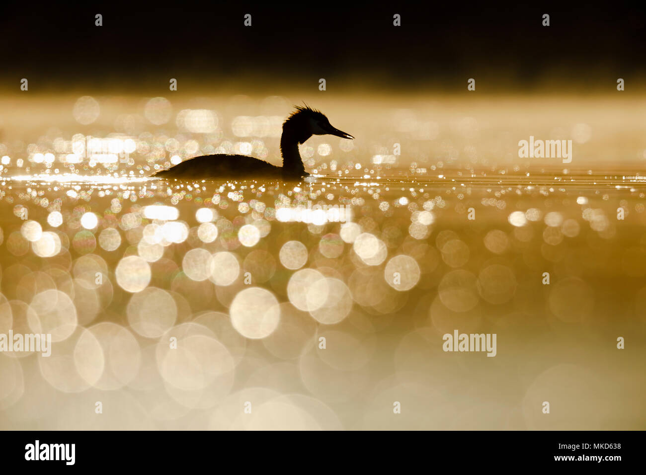 Great Crested Grebe (Podiceps cristatus) at sunrise on water, Dombes, France Stock Photo