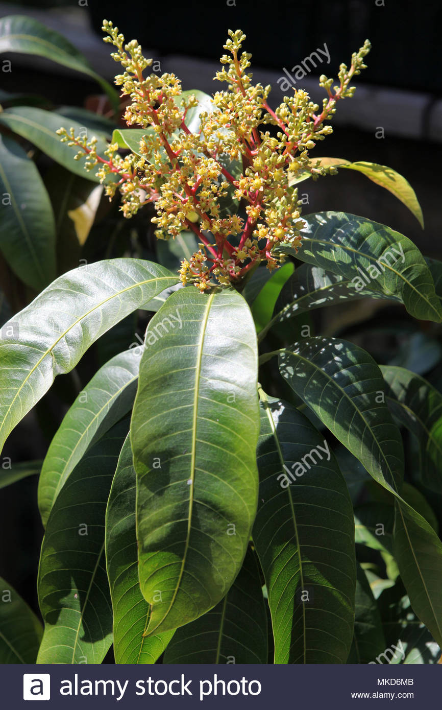 Mango Tree Flower Stock Photos & Mango Tree Flower Stock Images Alamy