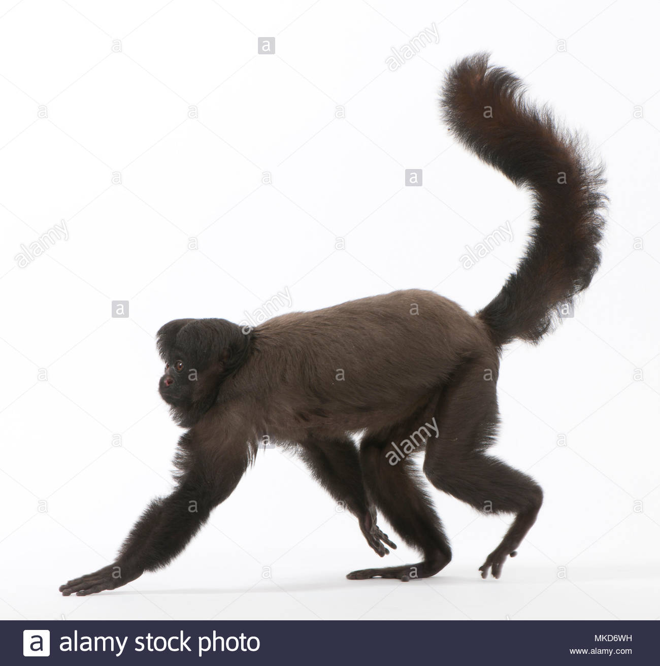 Chiropotes Chiropotes Stock Photos & Chiropotes Chiropotes Stock Images