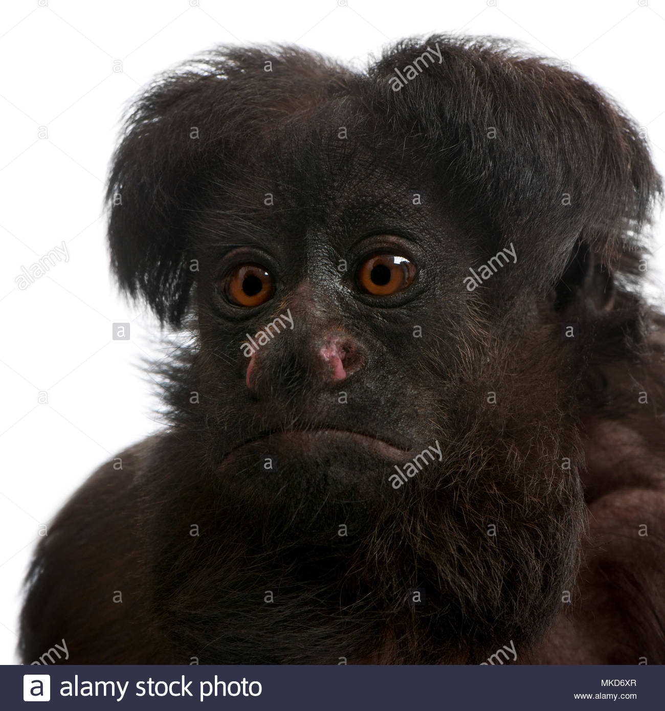 Chiropotes Chiropotes Stock Photos & Chiropotes Chiropotes Stock Images