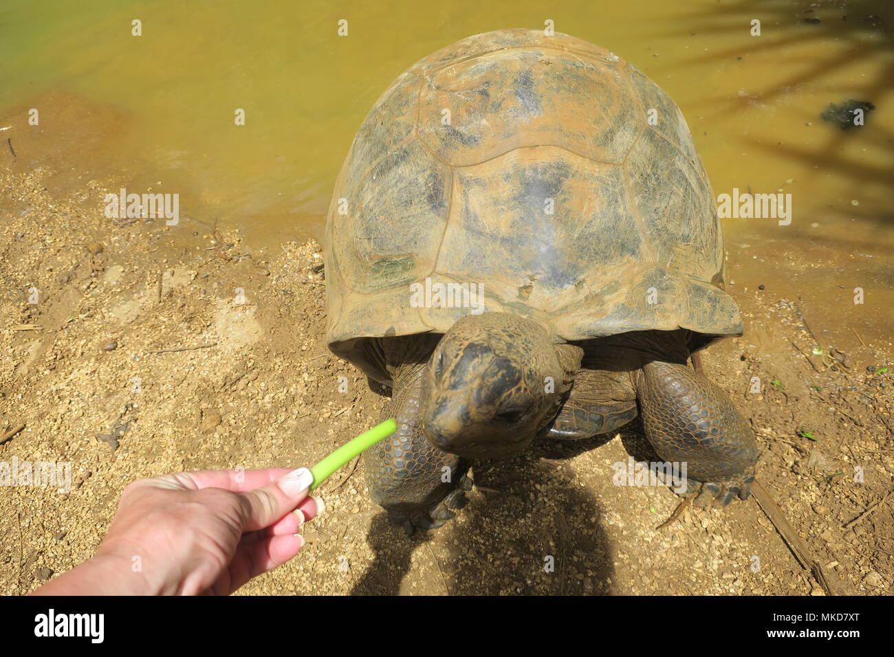 Giant land turtle in a park on Mauritius island Stock Photo Alamy