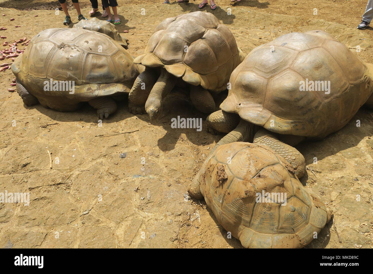 Giant land turtle in a park on Mauritius island Stock Photo Alamy