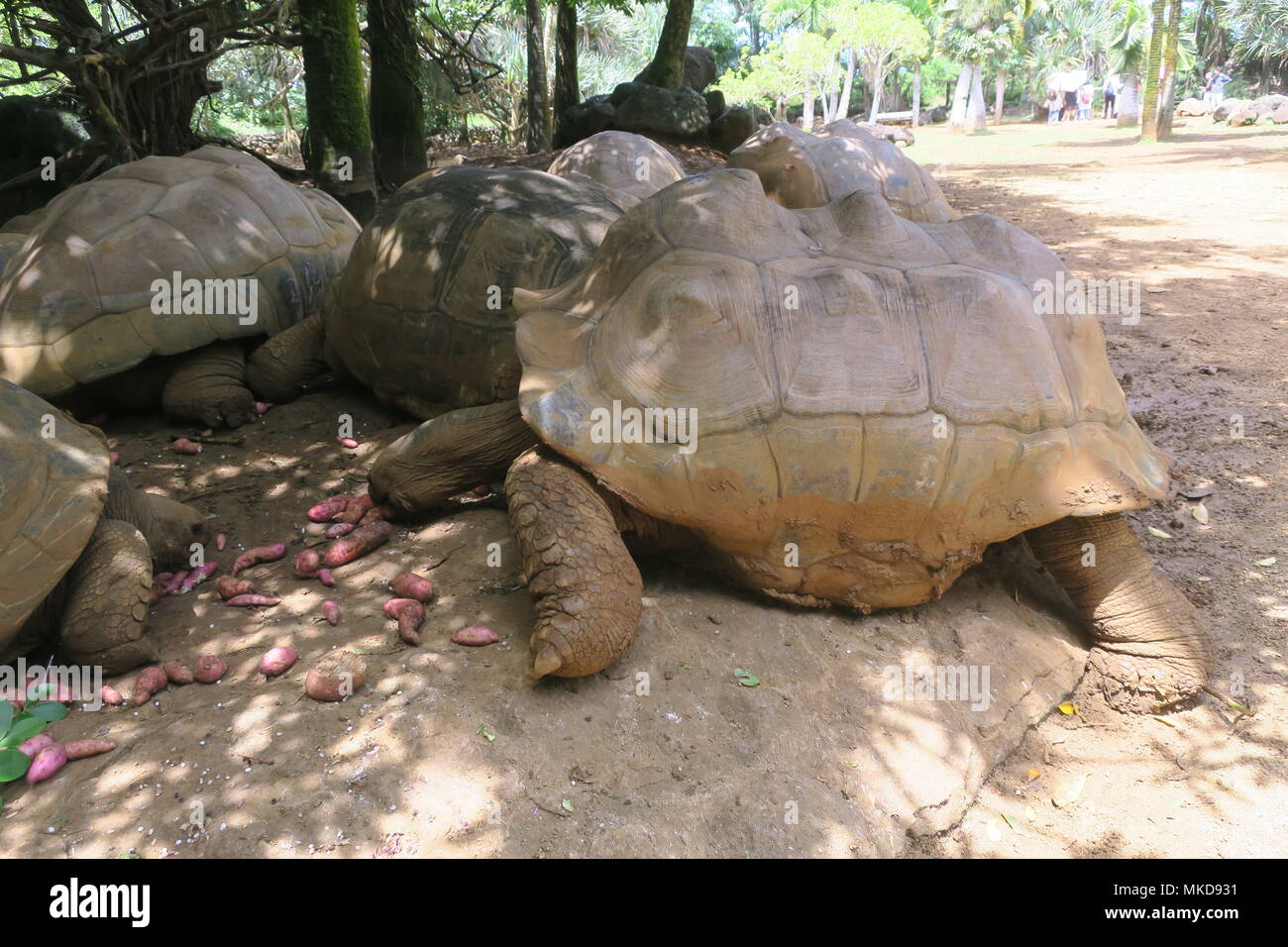 Giant land turtle in a park on Mauritius island Stock Photo Alamy