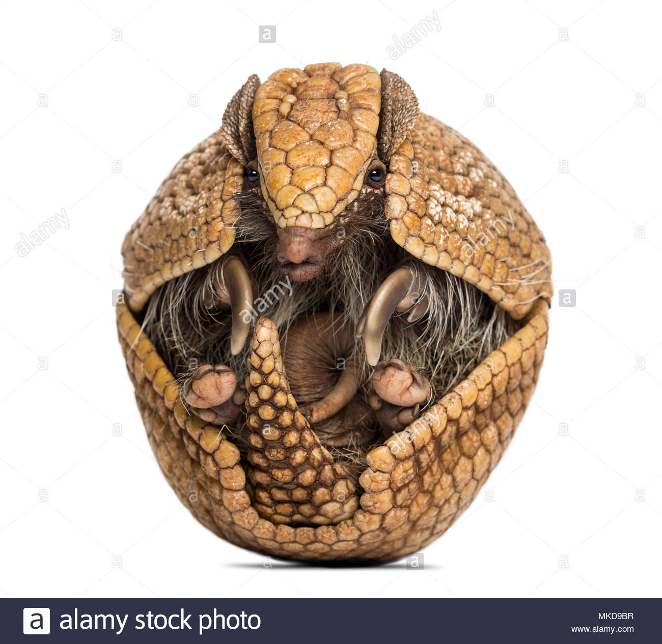 Brazilian Three Banded Armadillo Stock Photos & Brazilian Three Banded