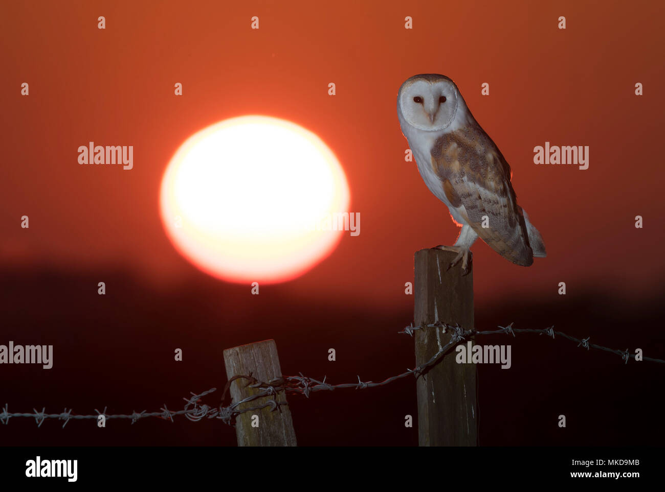 Barn owl (Tyto alba) Barn owl perched on a post at sunset, England, Spring Stock Photo