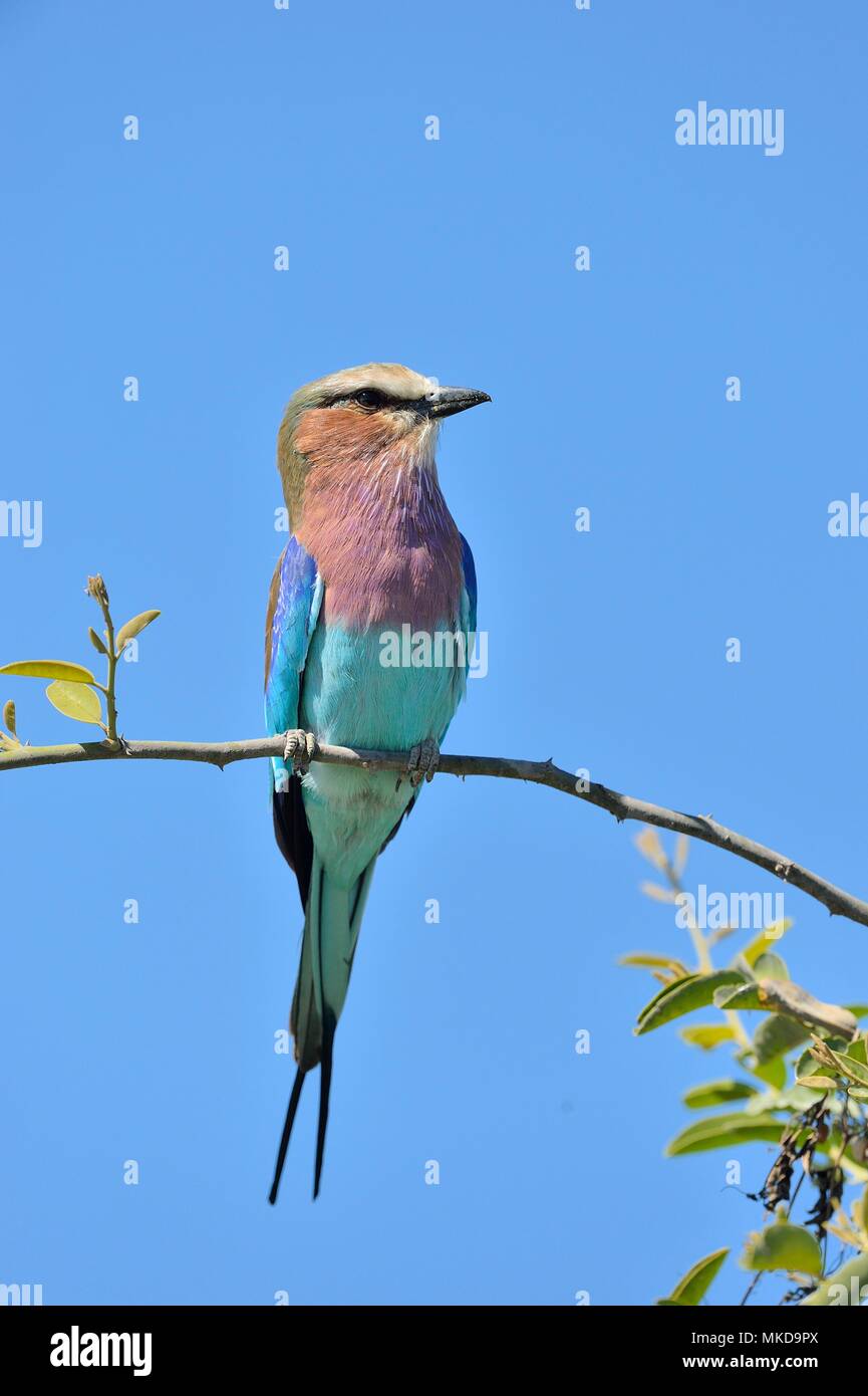 Lilac-breasted Roller (Coracias caudata) on a branch, Botswana Stock Photo