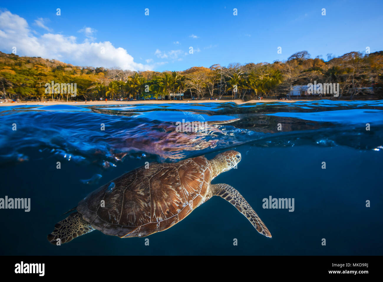 Green turtle (Chelonia mydas) coming to breathe on the surface, Mayotte Stock Photo