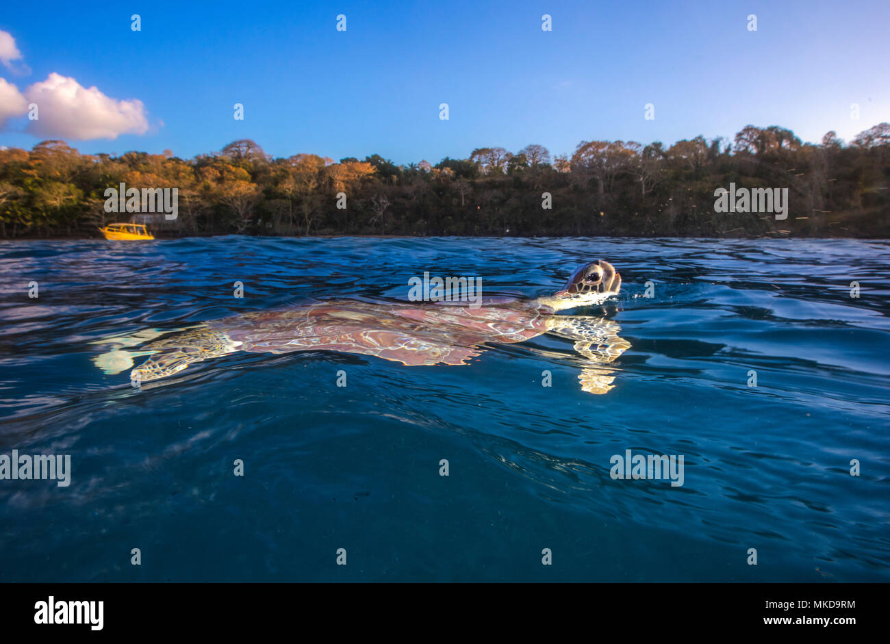 Green turtle (Chelonia mydas) on the surface, Mayotte Stock Photo