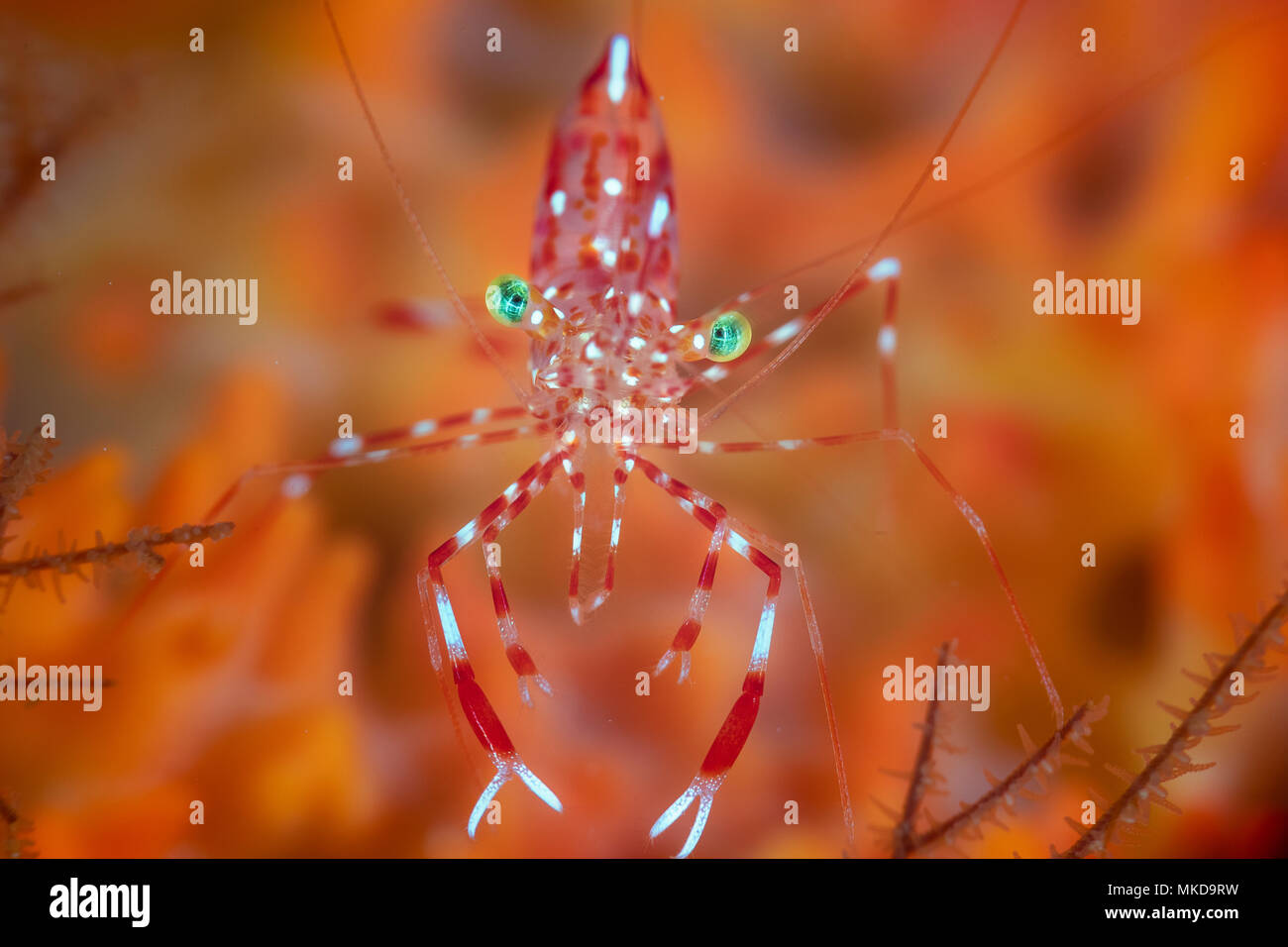 Spotted Cleaner Shrimp (Urocaridella antonbruunii) underwater cave on the outer slope of the Mayotte lagoon. Stock Photo