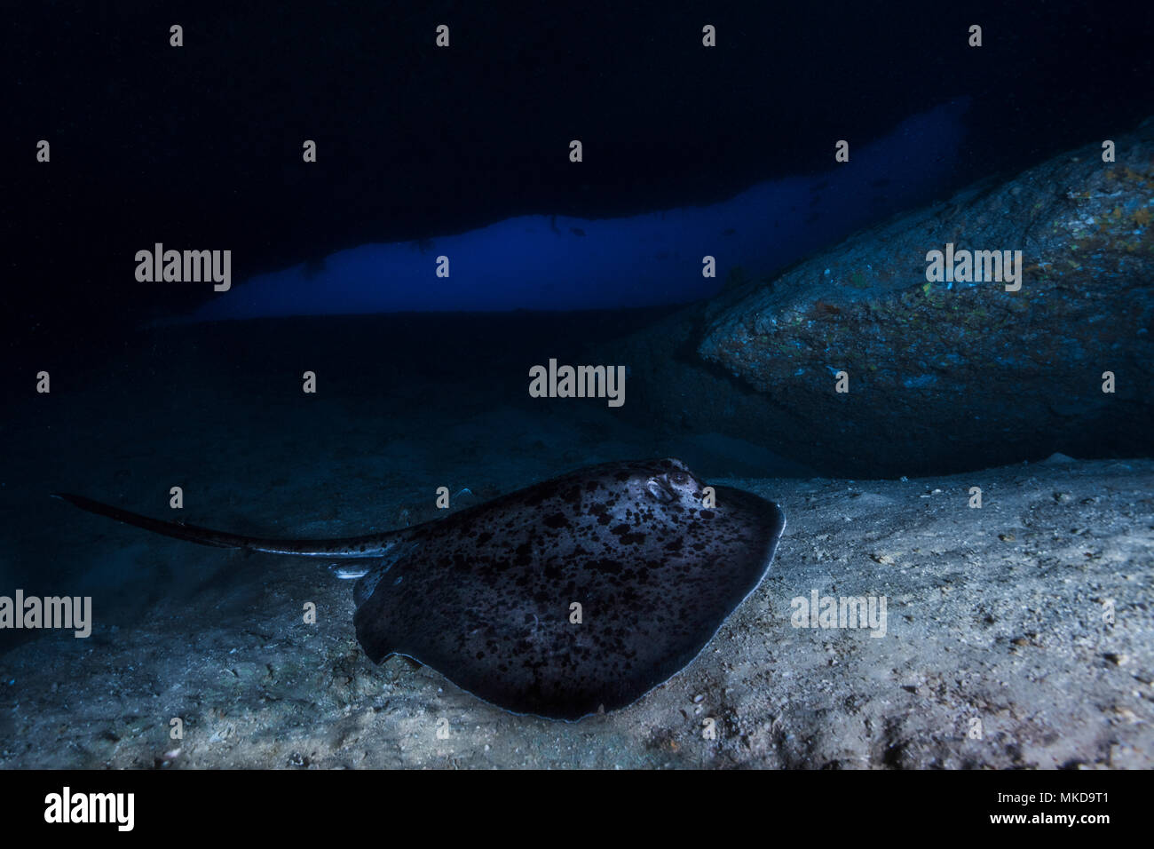 Blotched Fantail Ray Taeniura Meyeni In An Underwater Cave Mayotte 