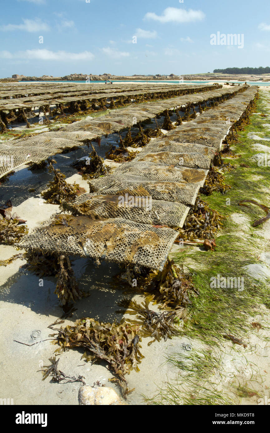 Oysters farms (Magallana gigas) with bladder wrack (Fucus serratus) and dwarf eelgrass (Zostera noltei), Pleubian, Cotes-d'Armor, France. Syn.: Crassostrea gigas Stock Photo