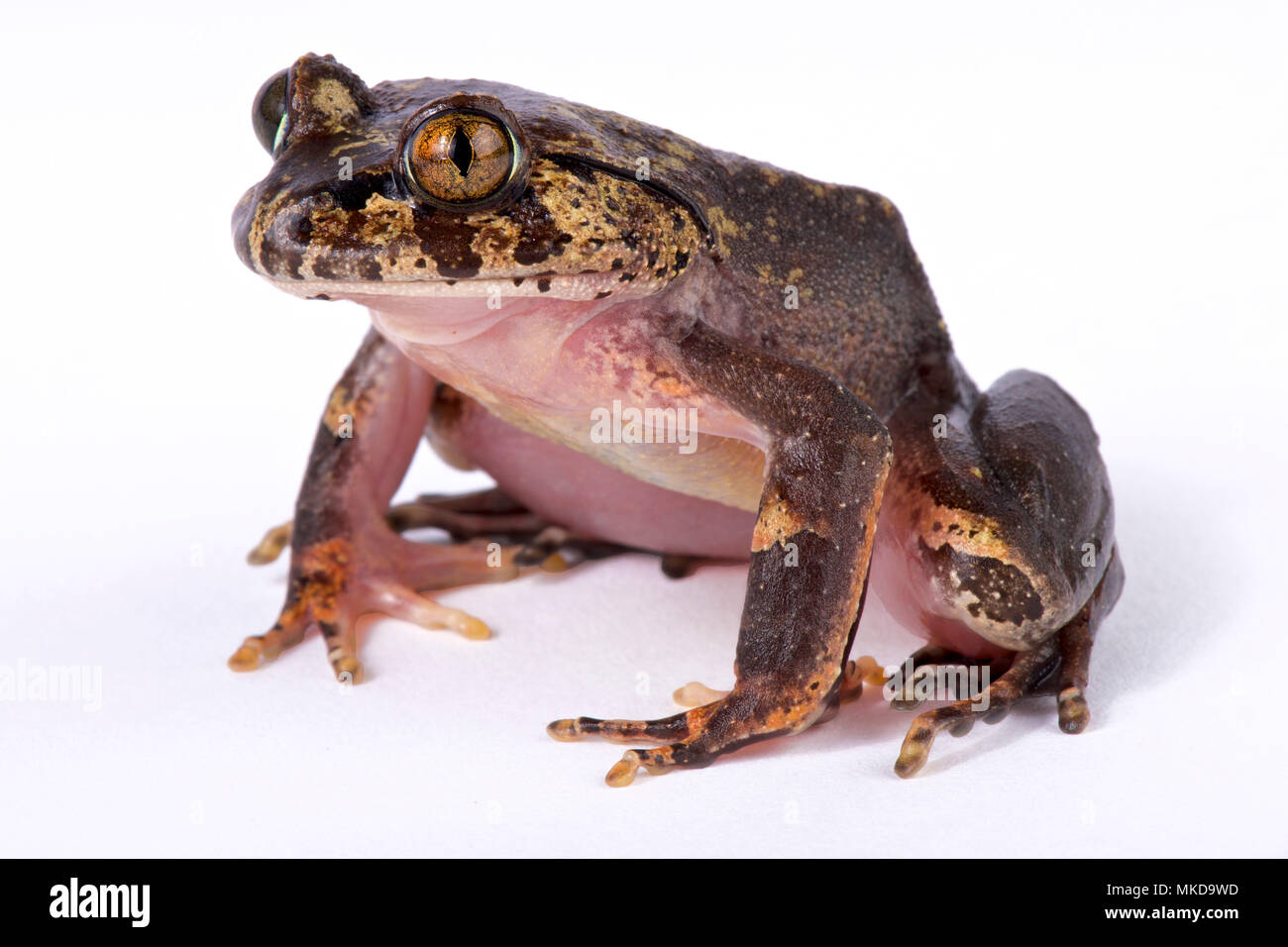Hairy frog (Trichobatrachus robustus) on white background Stock Photo