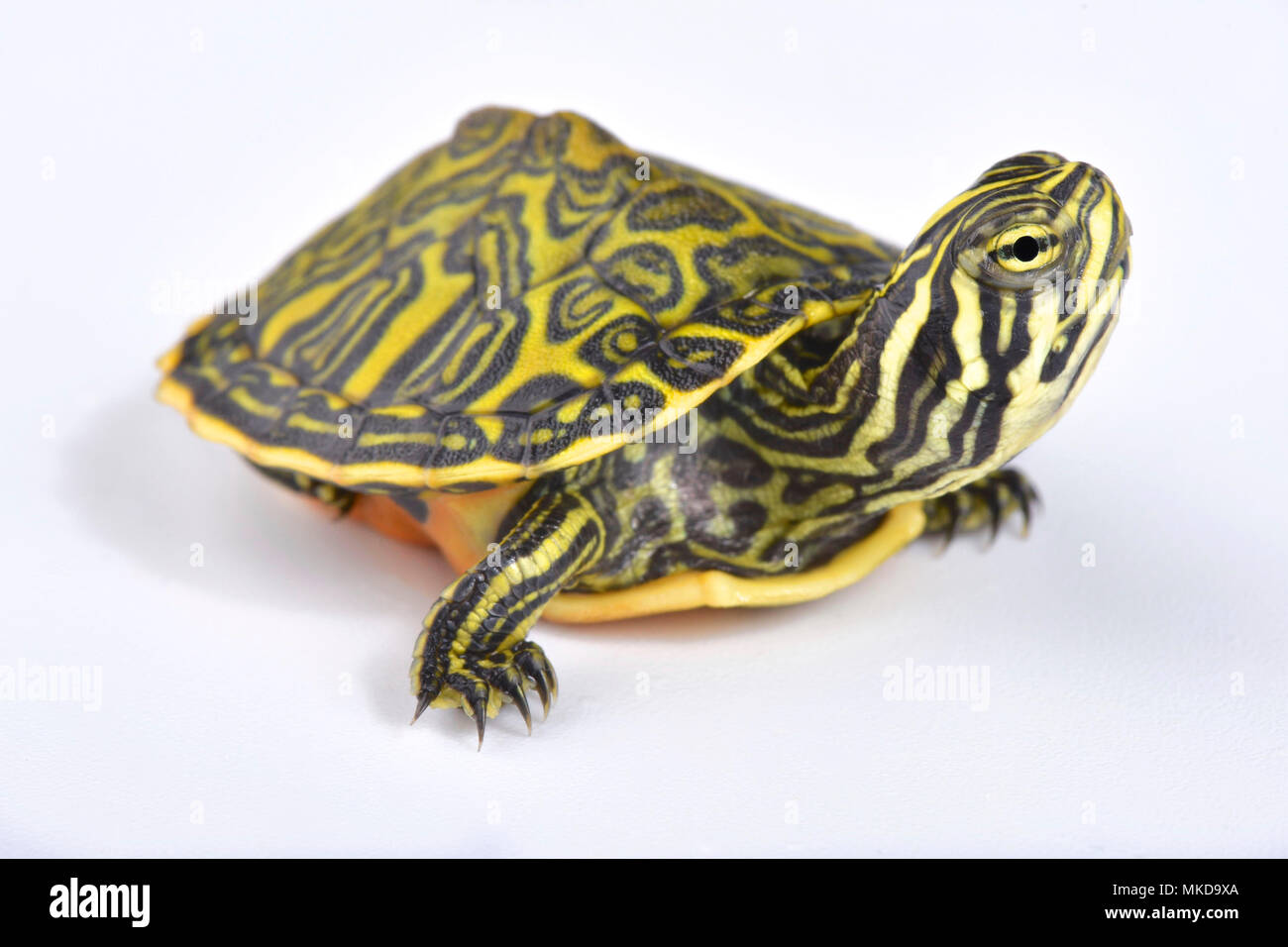 Florida redbelly turtle (Pseudemys nelsoni) on white background Stock Photo