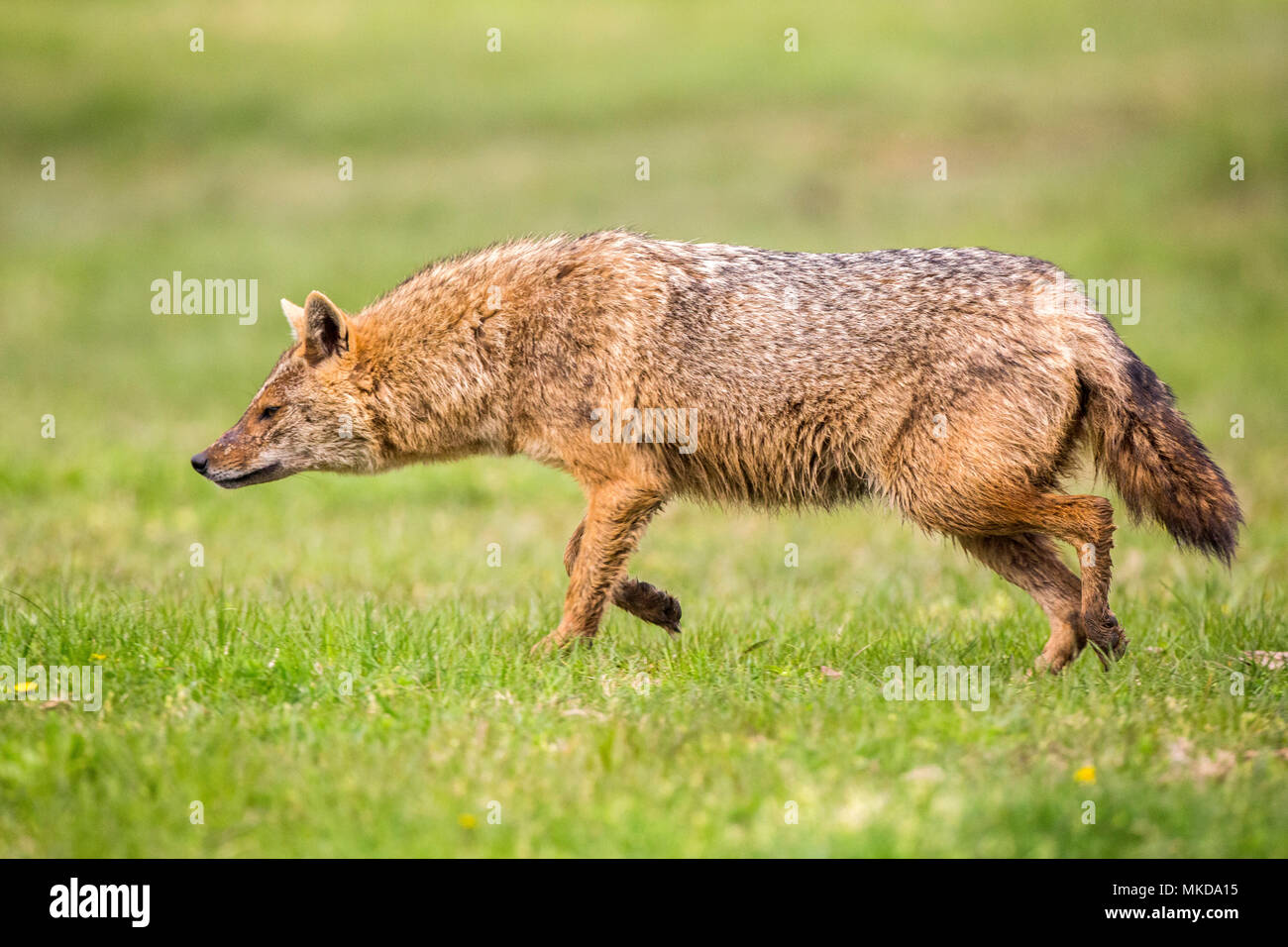European jackal (Canis aureus moreoticus), Danube Delta, Romania Stock Photo