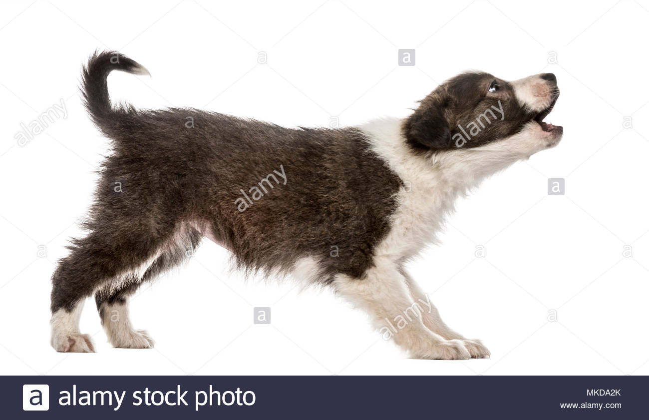 Barking Puppy Stock Photos & Barking Puppy Stock Images Alamy