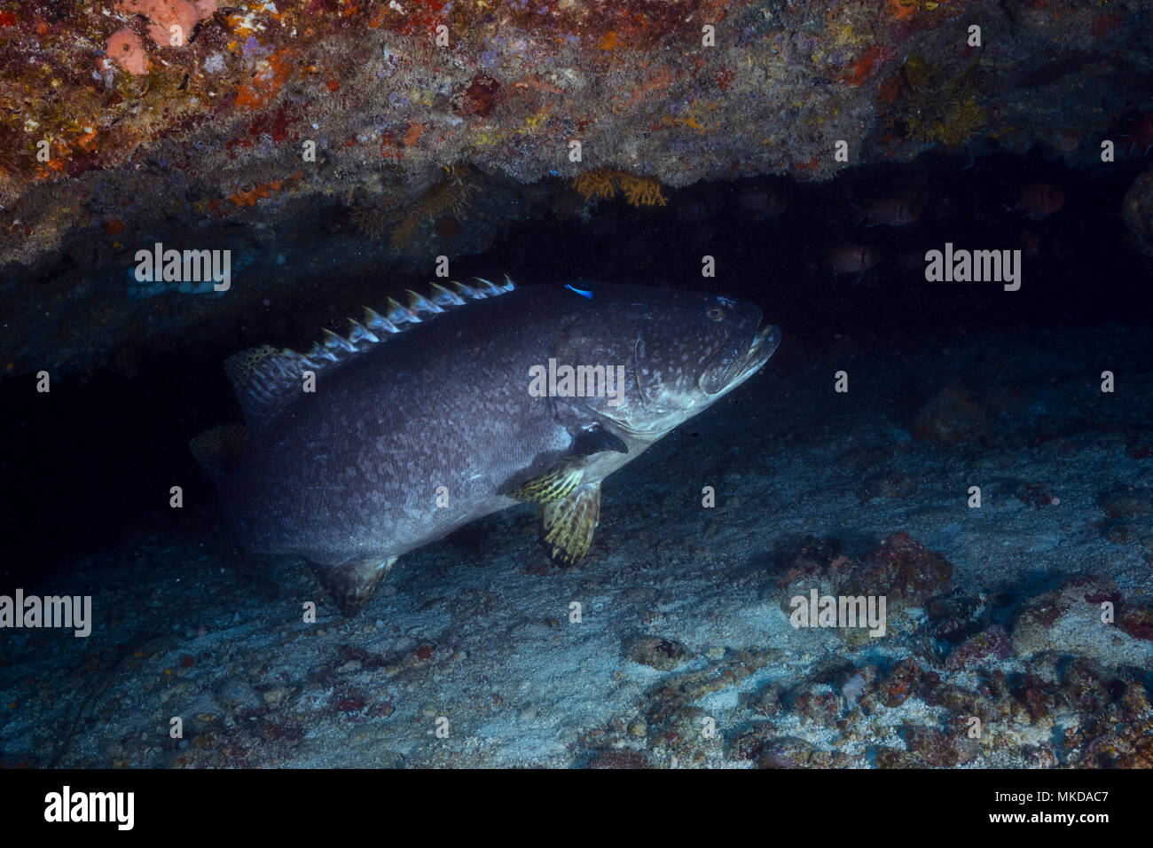 Giant grouper (Epinephelus lanceolatus) in the underwater cave of passe bateau, Mayotte Stock Photo