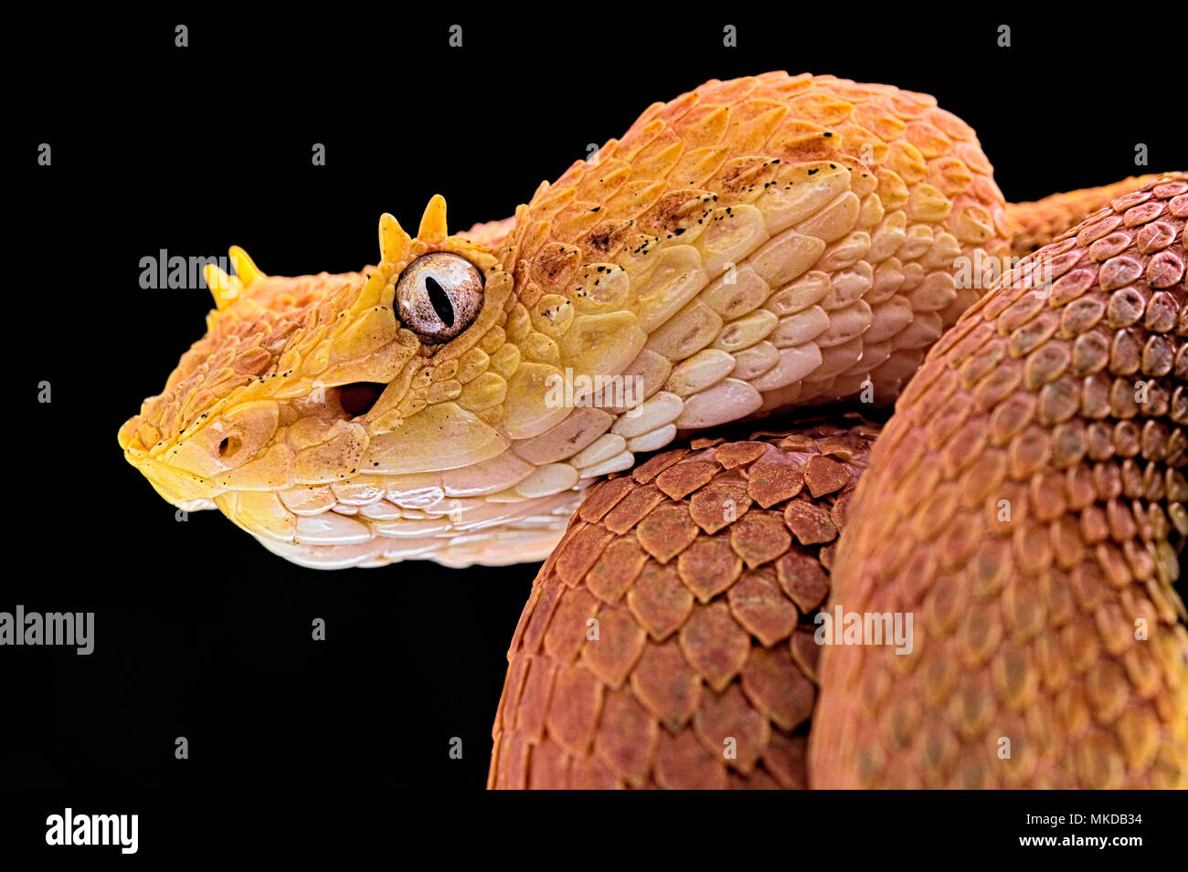 Portrait of Eyelash viper (Bothriechis schlegelii) on black background. Stock Photo