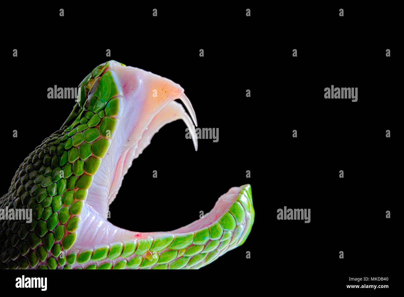 Fangs of Green Pit Viper (Trimeresurus albolabris) on black background Stock Photo