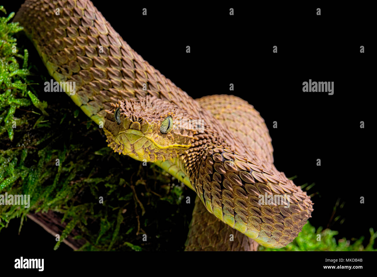 Portrait of Bush viper (Atheris squamigera) on black back ground Stock  Photo - Alamy