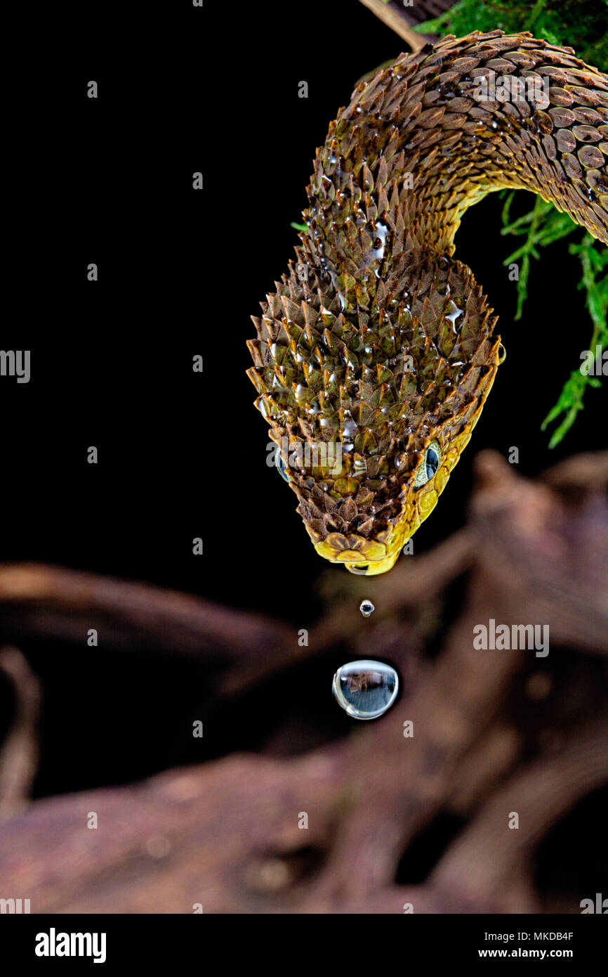 Mayombe Bush-Viper (Atheris squamigera anisolepis), on a branch