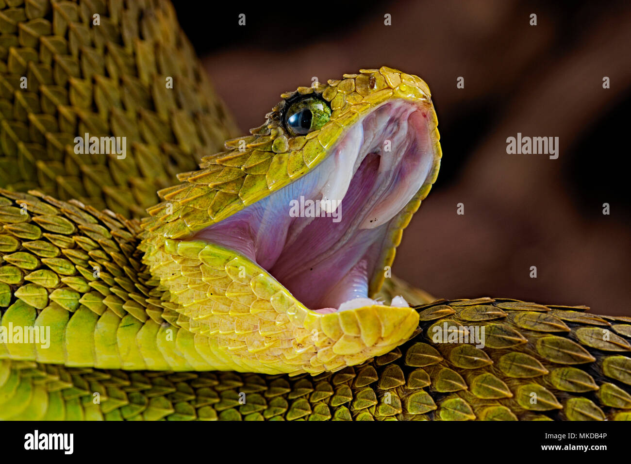 Portrait of Bush viper (Atheris squamigera) on black back ground Stock  Photo - Alamy