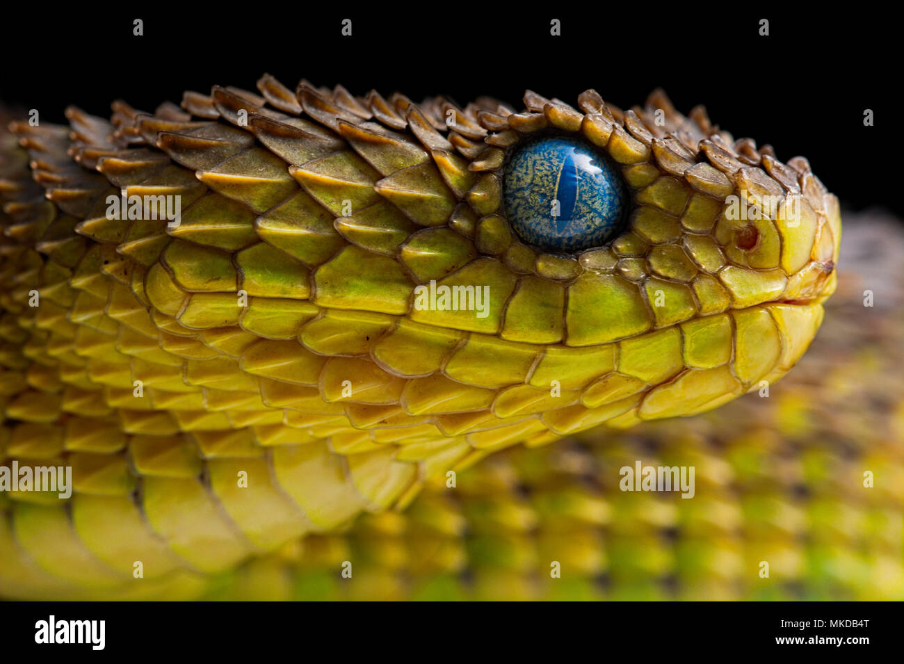 Portrait of Bush viper (Atheris squamigera) on black back ground Stock  Photo - Alamy