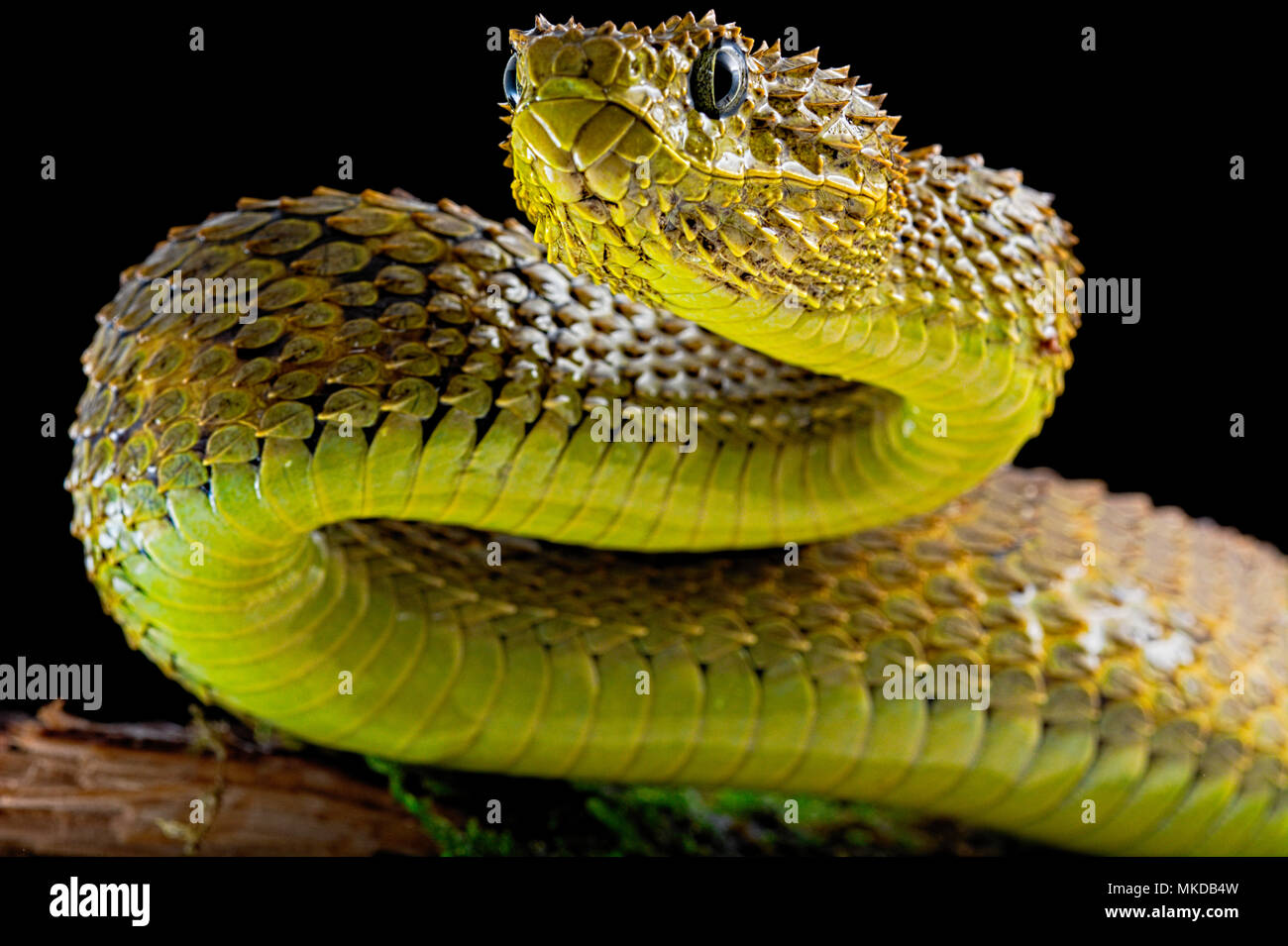 Mayombe Bush-Viper (Atheris squamigera anisolepis), on a branch