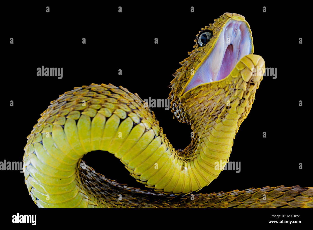 Portrait of Bush viper (Atheris squamigera) on black back ground Stock  Photo - Alamy