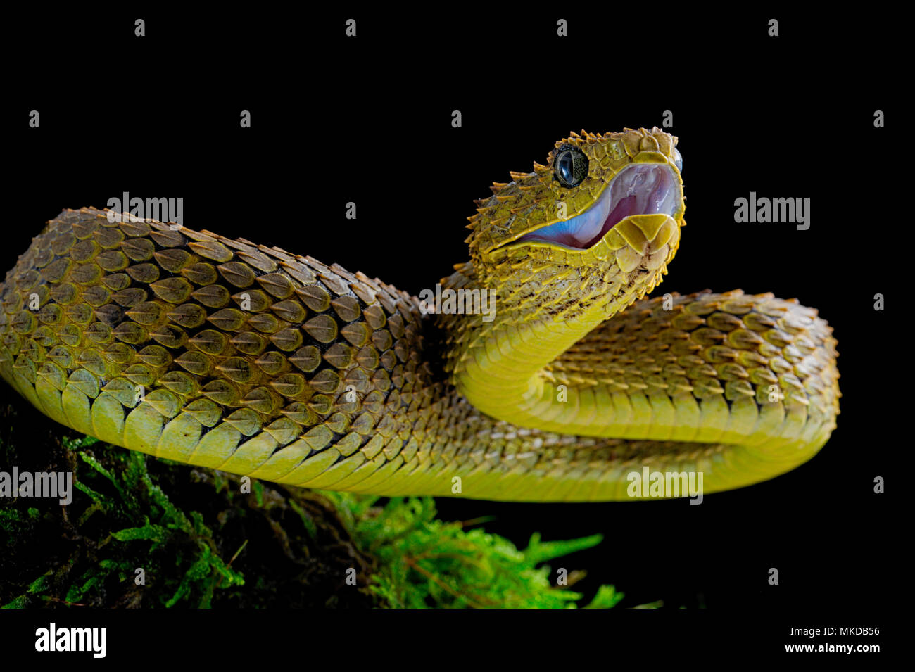 Mayombe Bush-Viper (Atheris squamigera anisolepis), on a branch