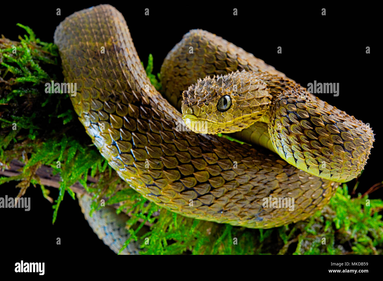 Portrait of Bush viper (Atheris squamigera) on a branch on black back  ground Stock Photo - Alamy