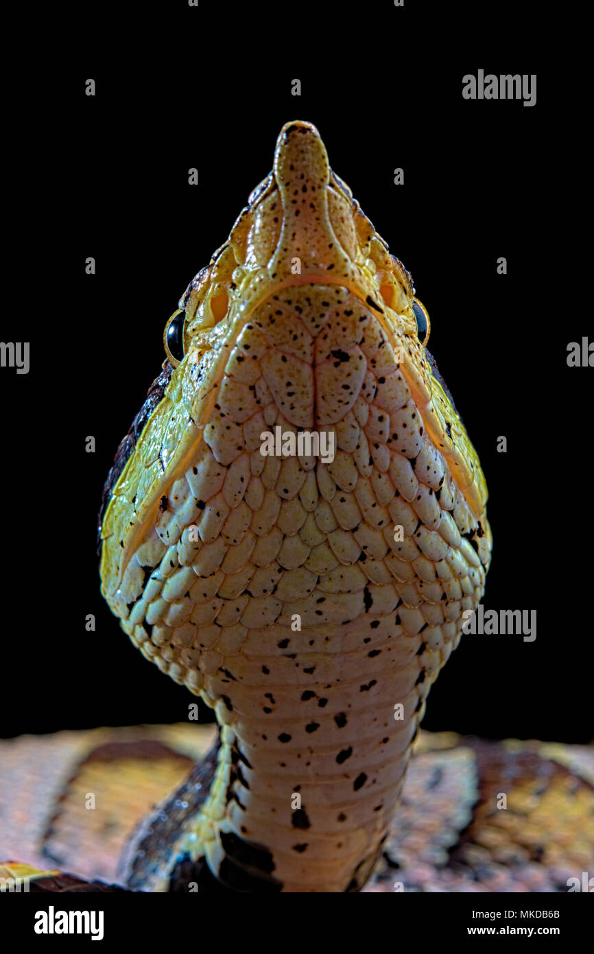 Portrait of Sharp-nosed viper (Deinagkistrodon acutus) on black background Stock Photo