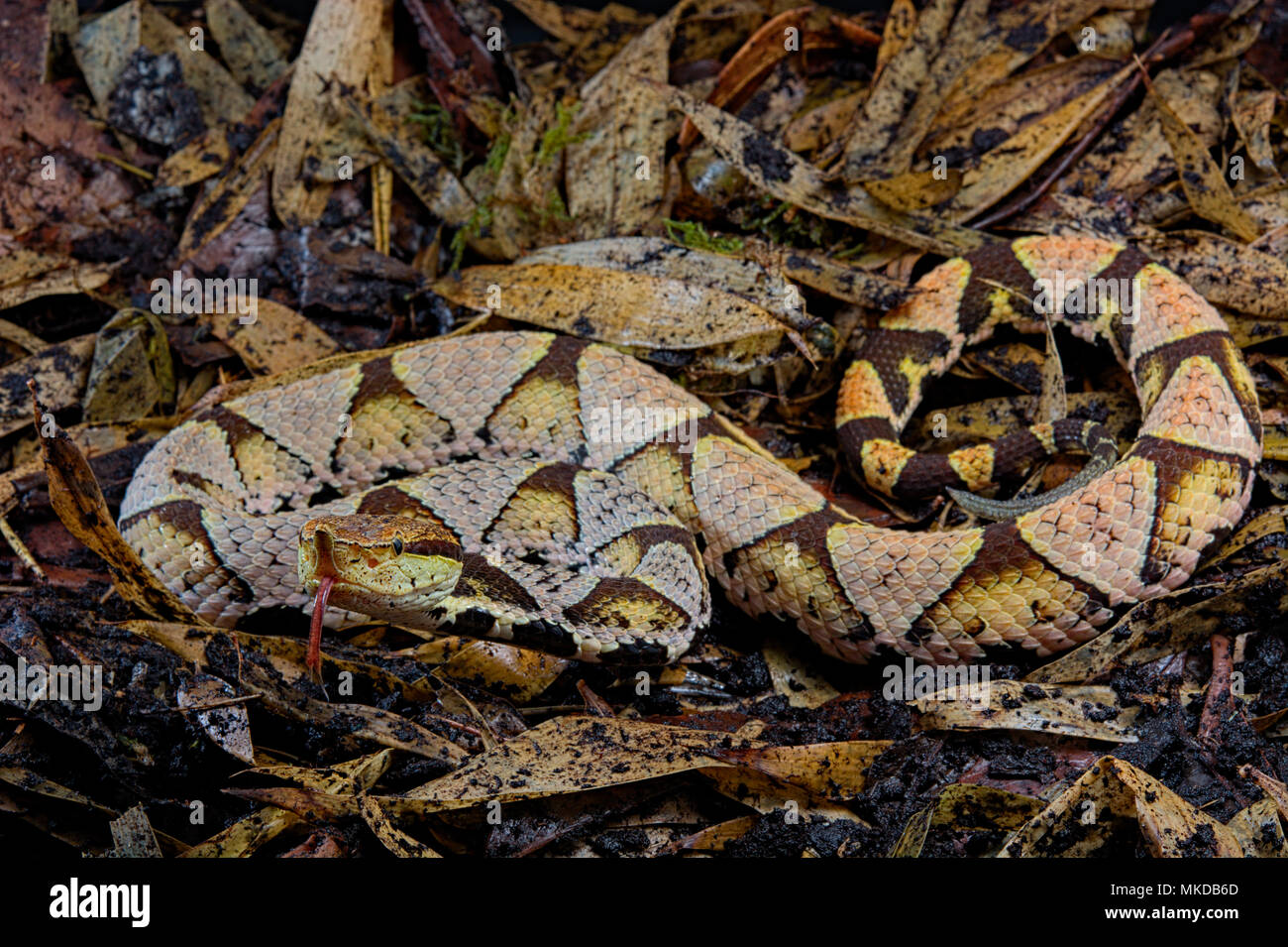Sharp-nosed viper (Deinagkistrodon acutus) on dead leaves Stock Photo
