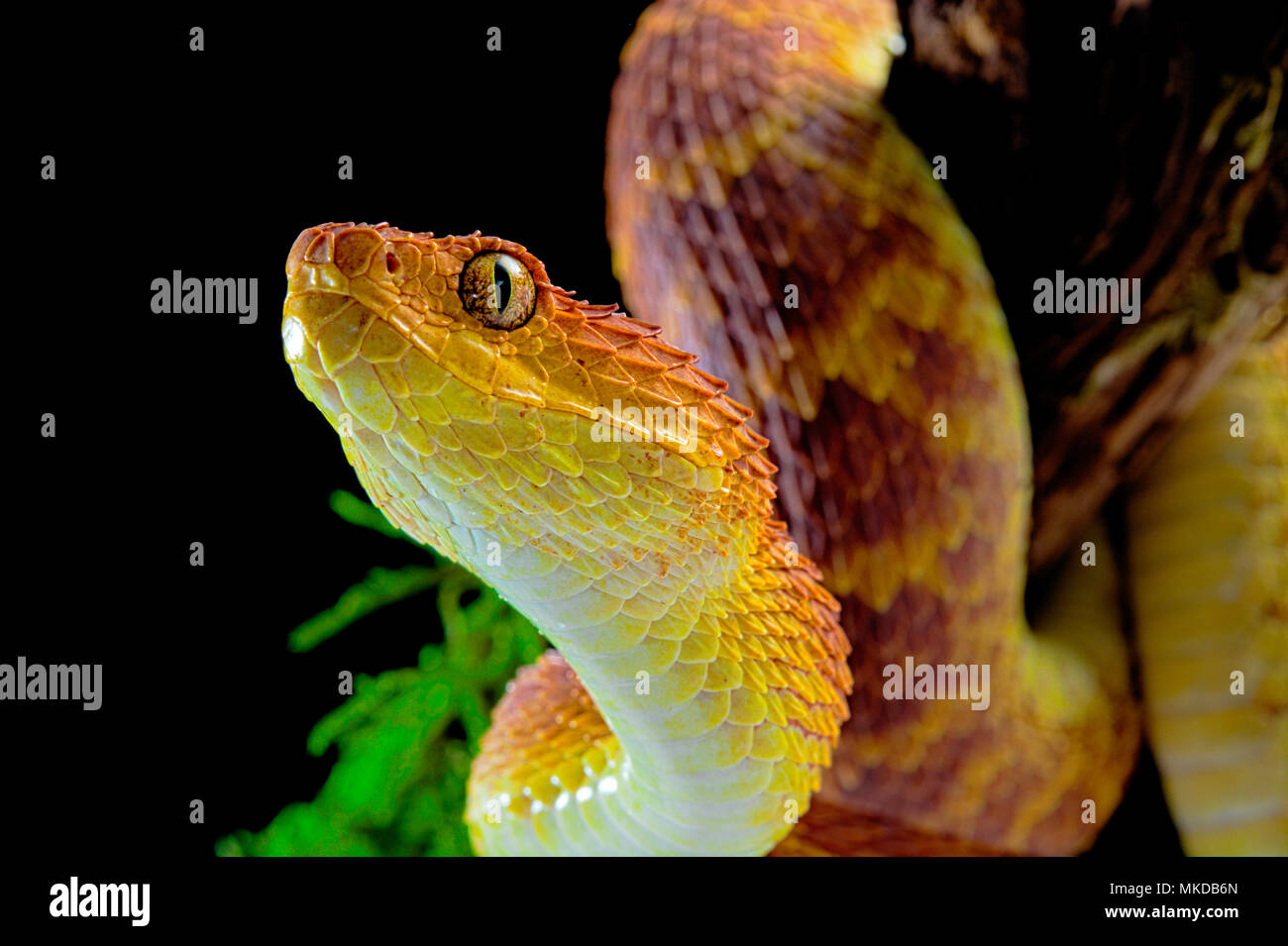 Mayombe Bush-Viper (Atheris squamigera anisolepis), on a branch